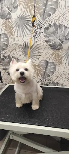 Lovely dogs - Pielęgnacja Psów